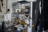 San Francisco Pigeon Rescue 