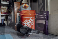 San Francisco Pigeon Rescue 