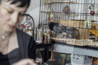 San Francisco Pigeon Rescue 