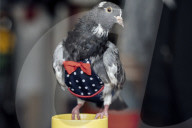 San Francisco Pigeon Rescue 