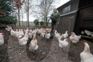 Julian Assange helps on the farm