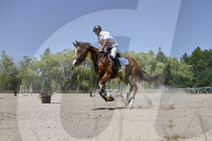 Equestrian competitions continue in Lviv