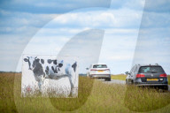 Minchinhampton the town in England where cattle roam free