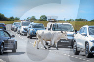 Minchinhampton the town in England where cattle roam free