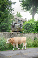 Minchinhampton the town in England where cattle roam free