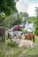 Minchinhampton the town in England where cattle roam free
