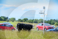 Minchinhampton the town in England where cattle roam free