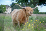 Minchinhampton the town in England where cattle roam free
