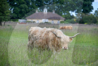 Minchinhampton the town in England where cattle roam free