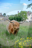 Minchinhampton the town in England where cattle roam free