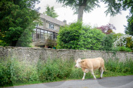 Minchinhampton the town in England where cattle roam free