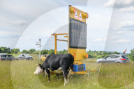 Minchinhampton the town in England where cattle roam free
