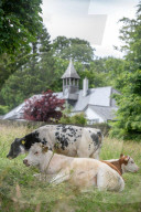 Minchinhampton the town in England where cattle roam free