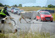 Minchinhampton the town in England where cattle roam free