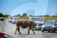 Minchinhampton the town in England where cattle roam free