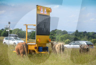 Minchinhampton the town in England where cattle roam free