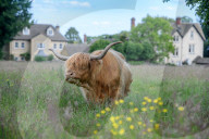 Minchinhampton the town in England where cattle roam free