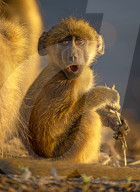 FEATURE - SN_BABOON_EXPRESSION_01