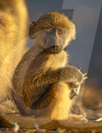 FEATURE - SN_BABOON_EXPRESSION_02