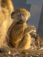 FEATURE - SN_BABOON_EXPRESSION_03