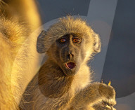 FEATURE - SN_BABOON_EXPRESSION_04