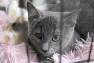 Pet adoption in Kyiv