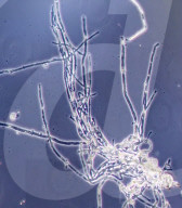 Plan to grow homes for astronauts on the Moon and Mars with fungi