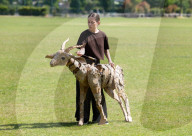 Life-size puppets of wild animals rehearse on the streets of London for the launch of The Herds  a new project from the team behind “Little Amal” at Wimbledon College of Arts, Wimbledon, London, UK.