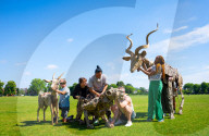 Life-size puppets of wild animals rehearse on the streets of London for the launch of The Herds  a new project from the team behind “Little Amal” at Wimbledon College of Arts, Wimbledon, London, UK.