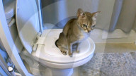 Cat Throne trains pets to use the toilet