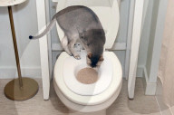 Cat Throne trains pets to use the toilet