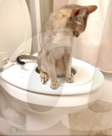 Cat Throne trains pets to use the toilet