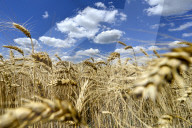 Ukraine wheat harvest