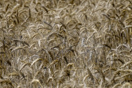 Ukraine wheat harvest