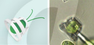 Microscopic algae-powered micro machines