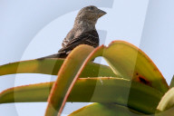 San Francisco park is unexpected ‘oasis’ for bird-watchers