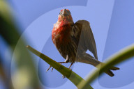 San Francisco park is unexpected ‘oasis’ for bird-watchers
