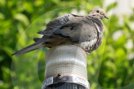 San Francisco park is unexpected ‘oasis’ for bird-watchers