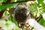 San Francisco park is unexpected ‘oasis’ for bird-watchers