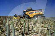 Rapeseed harvesting in Ukraine Zaporizhzhia region