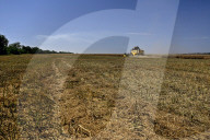Rapeseed harvesting in Ukraine Zaporizhzhia region