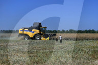 Rapeseed harvesting in Ukraine Zaporizhzhia region