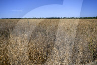 Rapeseed harvesting in Ukraine Zaporizhzhia region