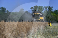 Rapeseed harvesting in Ukraine Zaporizhzhia region