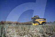 Rapeseed harvesting in Ukraine Zaporizhzhia region