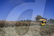 Rapeseed harvesting in Ukraine Zaporizhzhia region