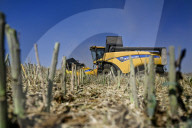 Rapeseed harvesting in Ukraine Zaporizhzhia region