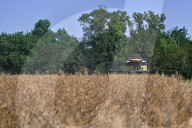 Rapeseed harvesting in Ukraine Zaporizhzhia region