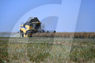 Rapeseed harvesting in Ukraine Zaporizhzhia region