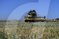 Rapeseed harvesting in Ukraine Zaporizhzhia region